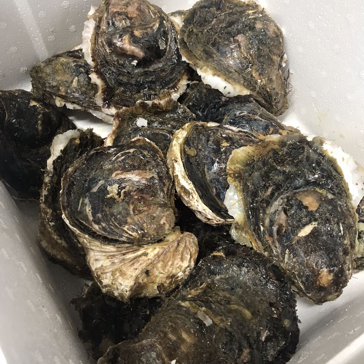 三重県鳥羽産 岩牡蠣 約2kg 5〜7個 カキ oysterの画像1