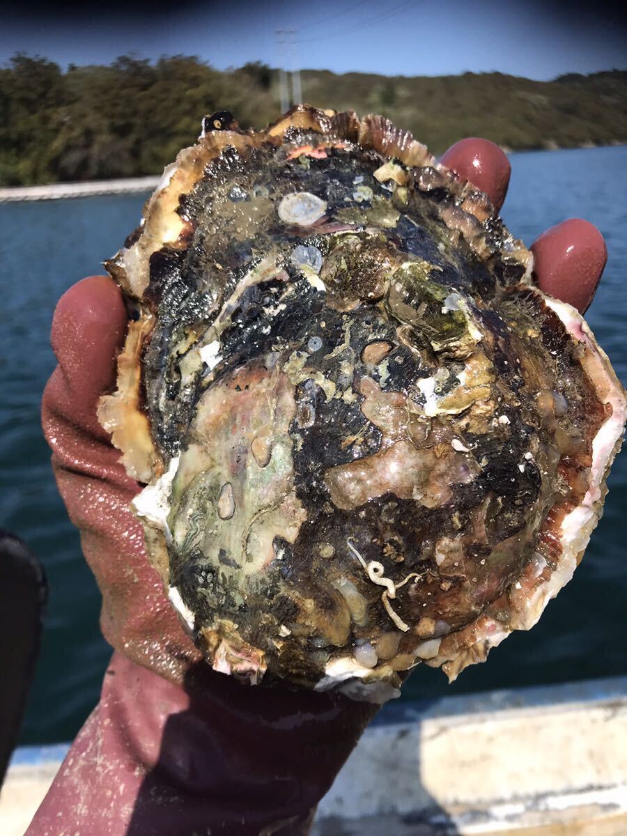 三重県鳥羽産 岩牡蠣 約2kg 5〜7個 カキ oysterの画像5