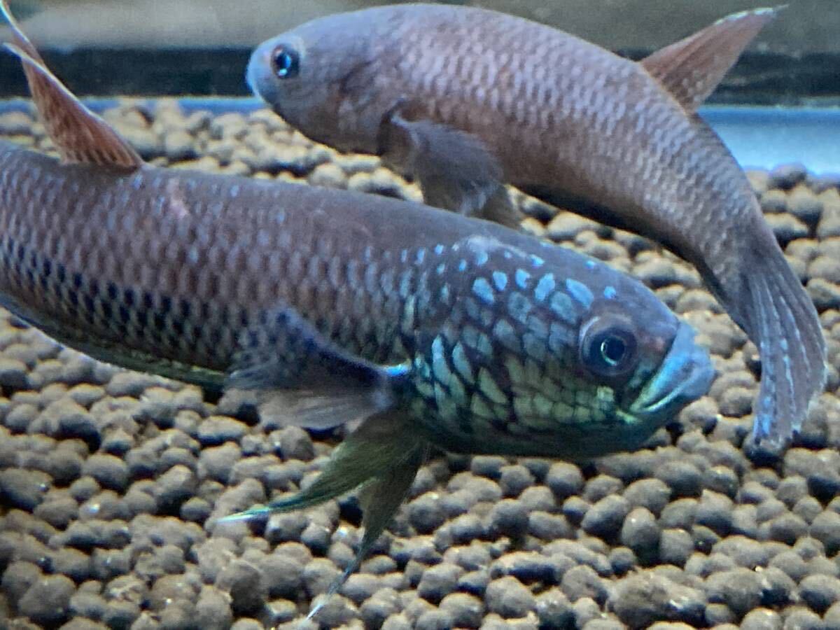 【12匹】ワイルドベタ　アントゥタ（Betta sp. antuta）　稚魚10匹＋2匹（保証）_画像5