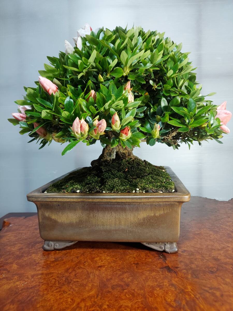  small goods Rhododendron indicum bonsai, mountain. light 