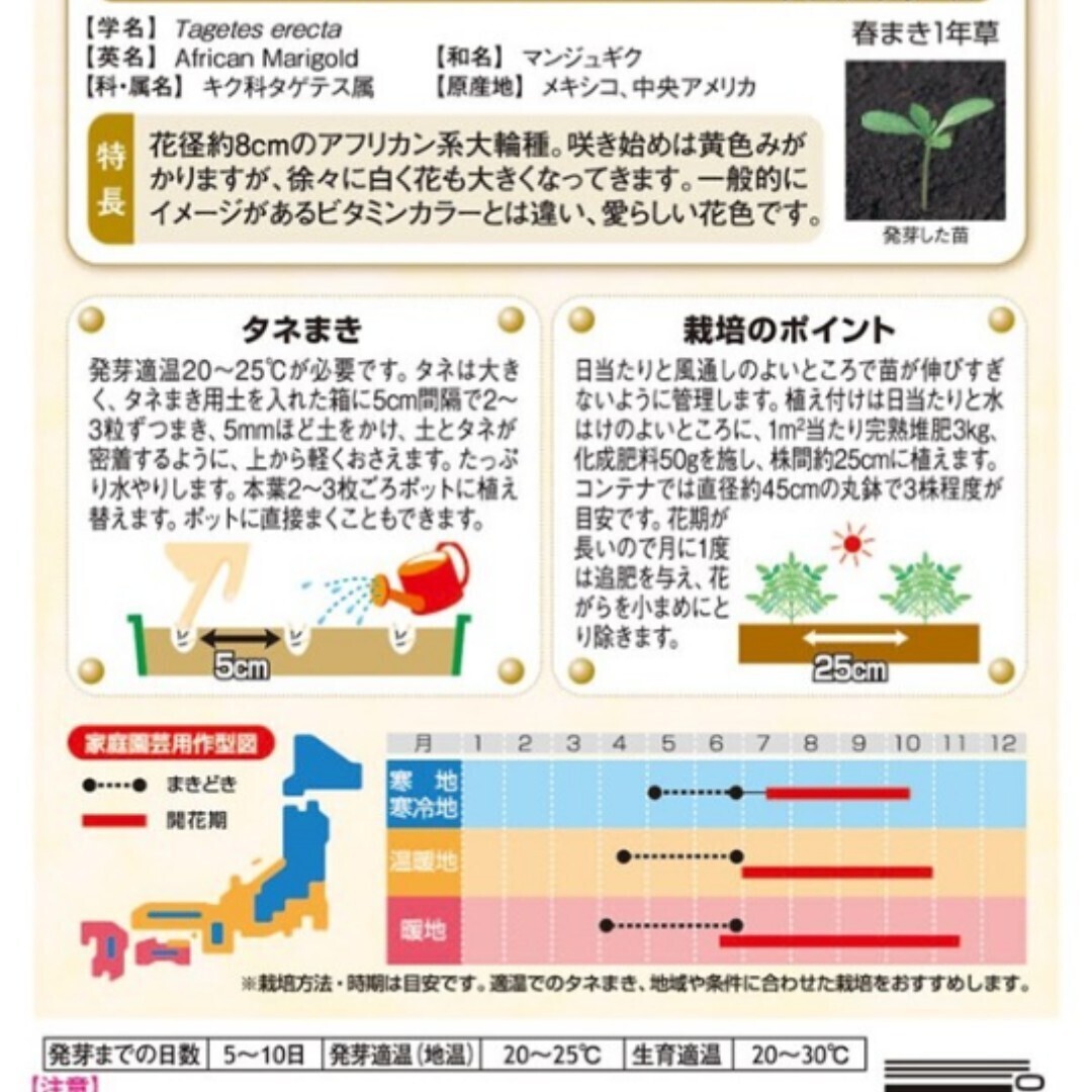 【10粒】マリーゴールド『ホワイトゴールドマックス』丈約50cm　花径約8〜10cm　ボリューム◎　栽培簡単　市販種です　送料73円〜　_画像3