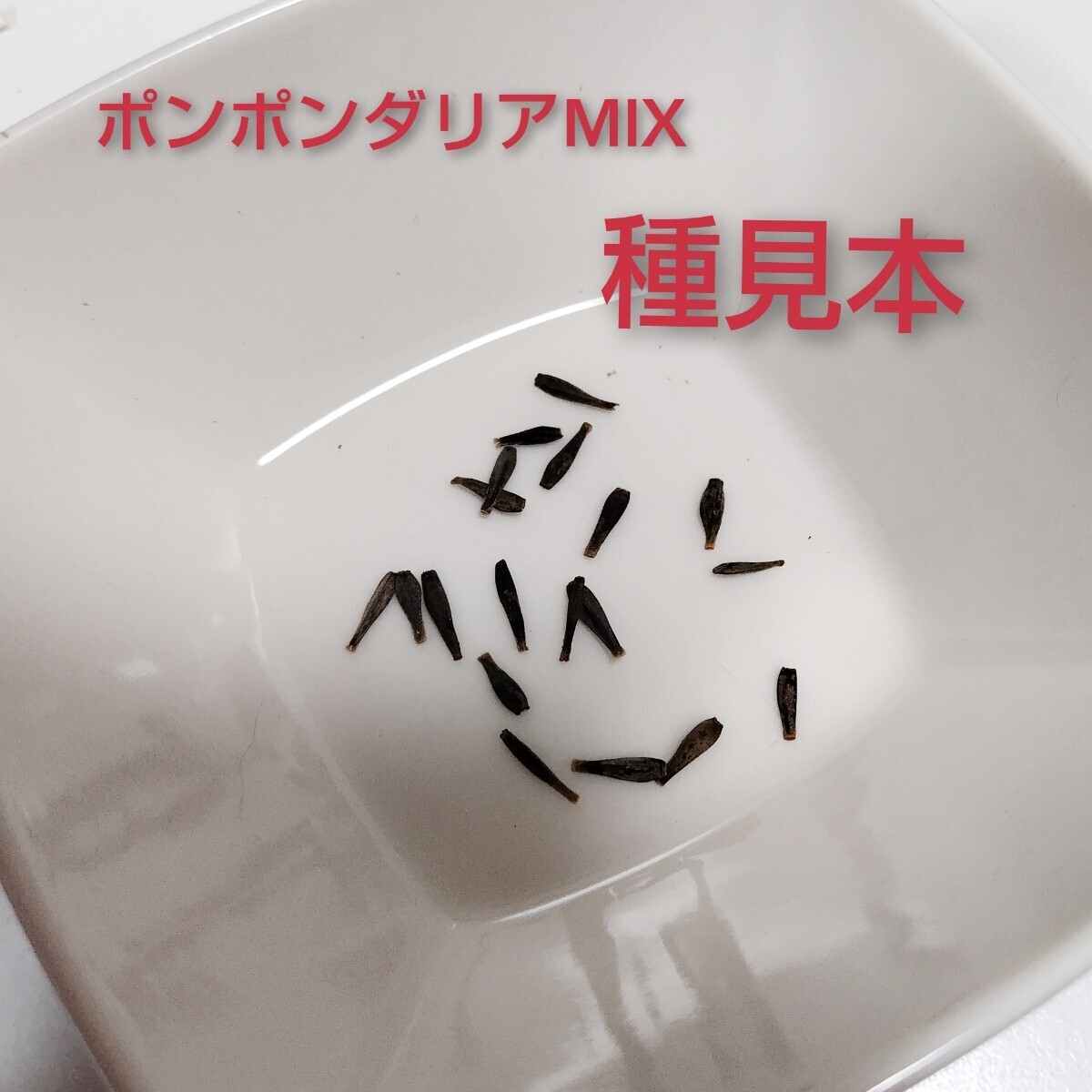 【30粒】ポンポンダリアMIX　種から育てるダリア♪　多年草　まき時4〜6月頃　ダリヤ　送料73円〜_画像4