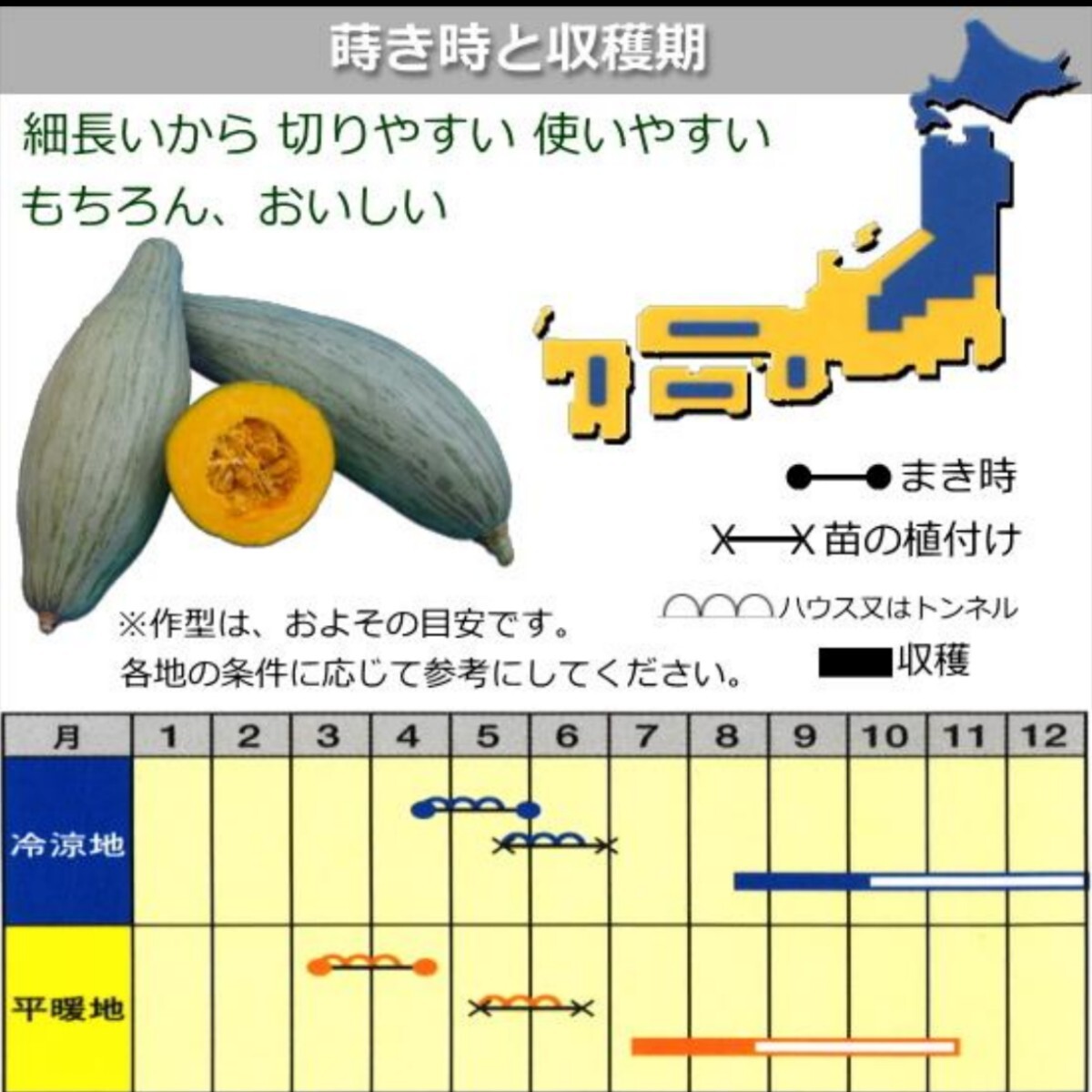 【４粒】長型かぼちゃ『甘龍』(かんりゅう)　栗かぼちゃ　　送料73円〜_画像2