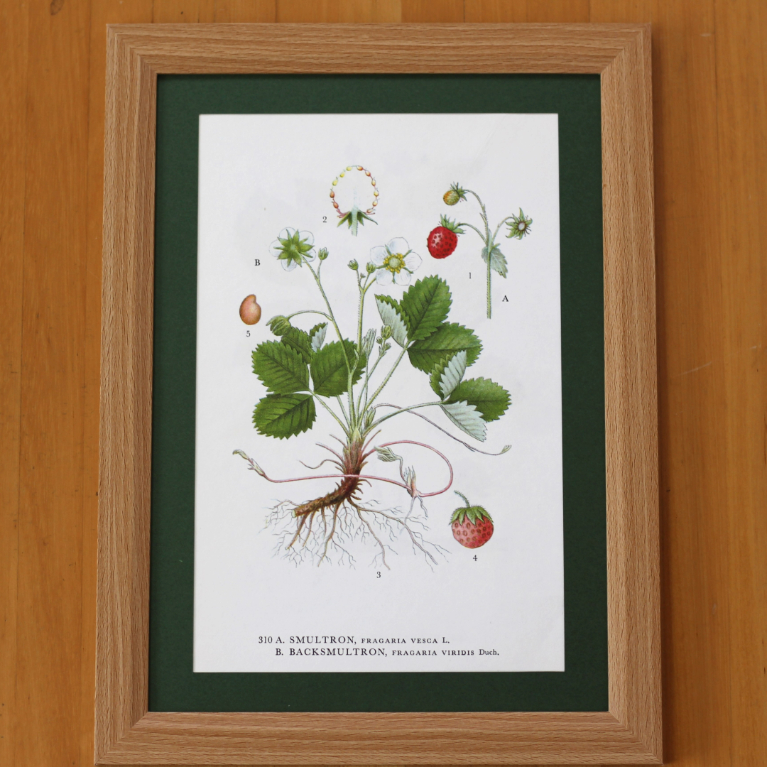 北欧ヴィンテージポスター　ボタニカルアート　「ワイルドストロベリー（エゾヘビイチゴ）」　50年前の植物画　アンティーク ブロカント