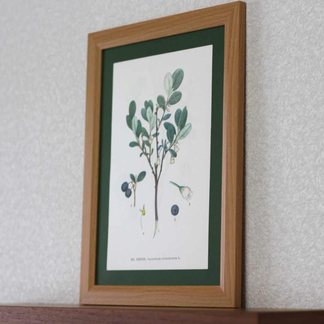 北欧ヴィンテージポスター　ボタニカルアート　「クロマメノキ（アサマブドウ）」　50年前の植物画　プレゼント　アンティーク ブロカント_画像2