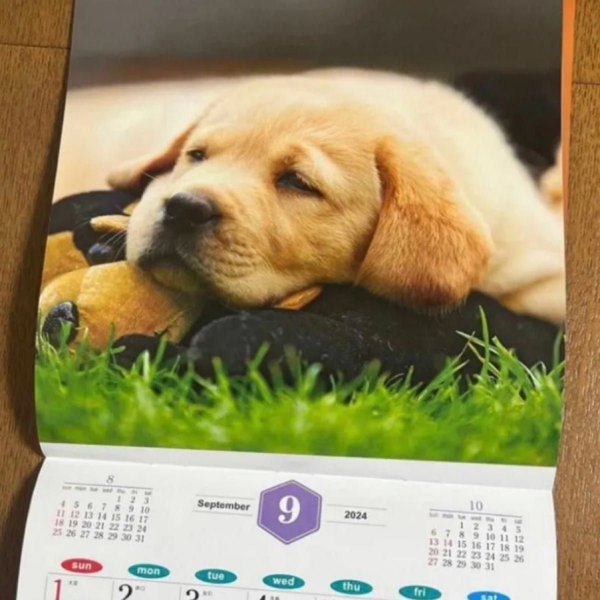 壁掛けカレンダー　 犬