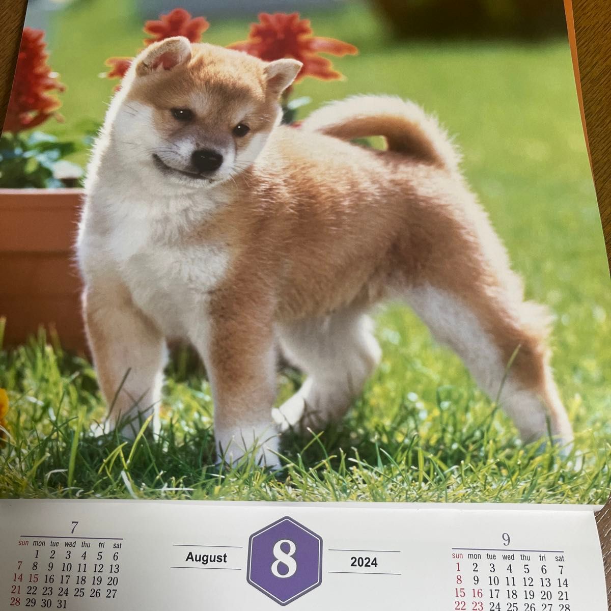壁掛けカレンダー　 犬