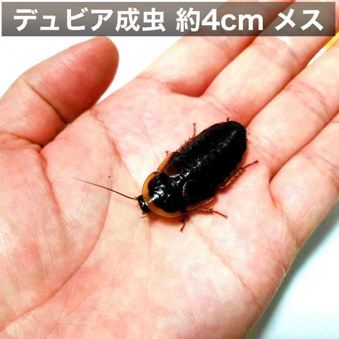 デュビア 成虫♀ 400g＋死着保証10% 送料無料_画像3