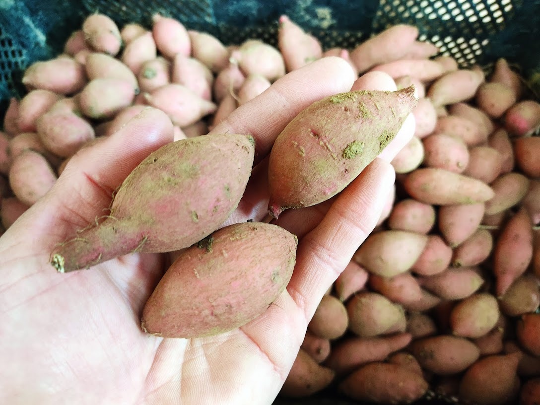 ワケアリ 種子島産安納芋3Sプチサイズ10キロ 農薬不使用 無化学肥料_画像4