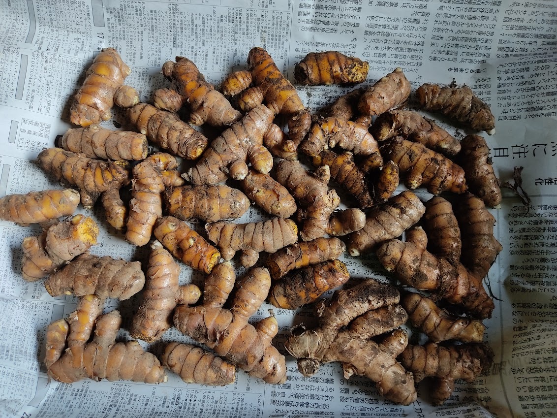  raw spring turmeric small bead 1kg seeds island production pesticide * chemistry fertilizer un- use wild ta-melik