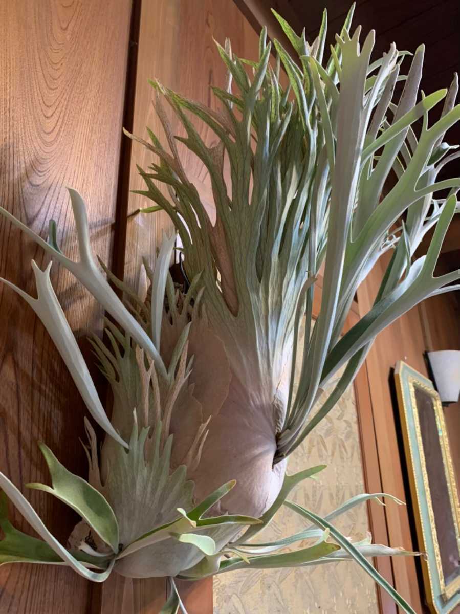 P. veitchii 'Auburn River' (ビーチーベイチーオーバンリバー P. veitchii 'Auburn River' (ビーチーベイチーオーバンリバー
