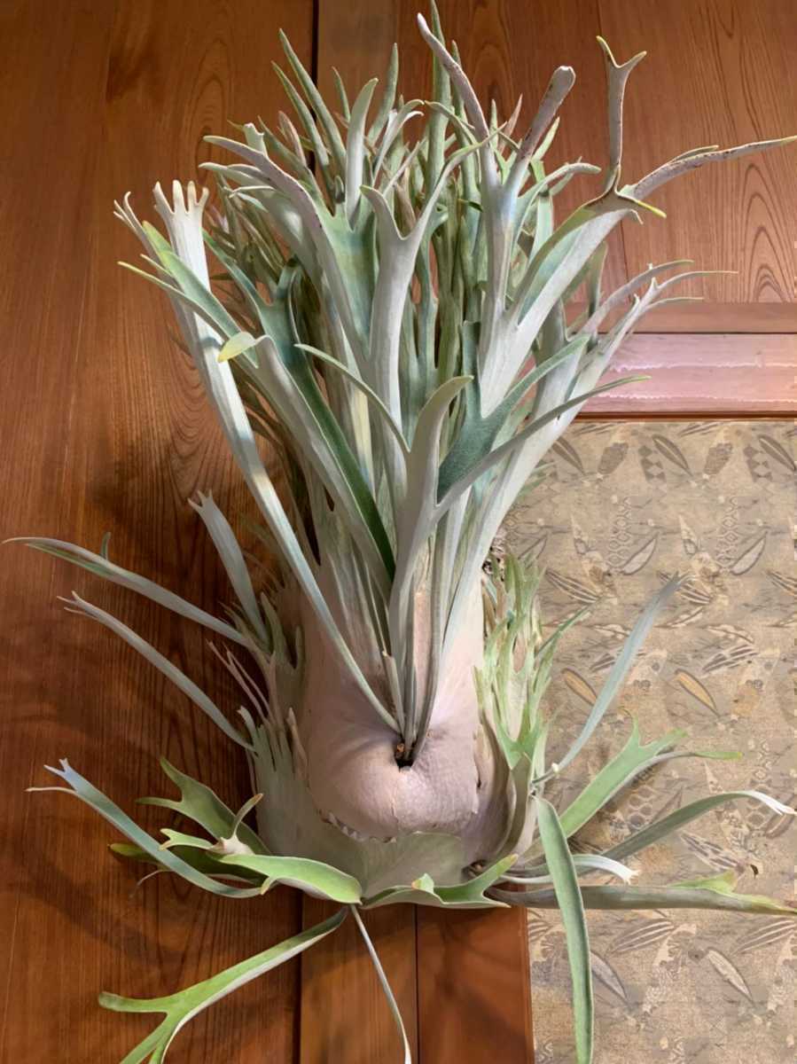 P. veitchii 'Auburn River' (ビーチーベイチーオーバンリバー P. veitchii 'Auburn River' (ビーチーベイチーオーバンリバー