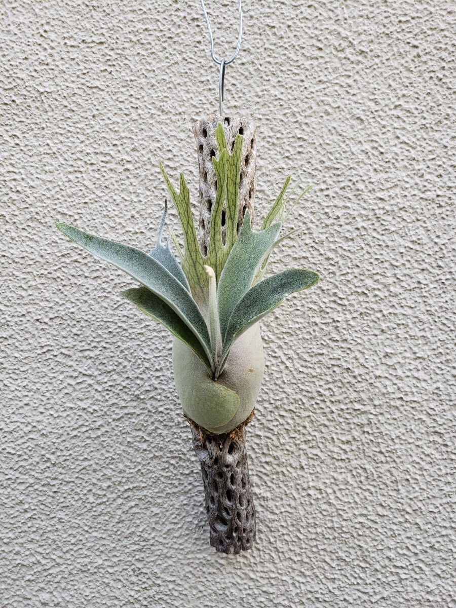 P. veitchii 'Auburn River' (ビーチーベイチーオーバンリバー P. veitchii 'Auburn River' (ビーチーベイチーオーバンリバー