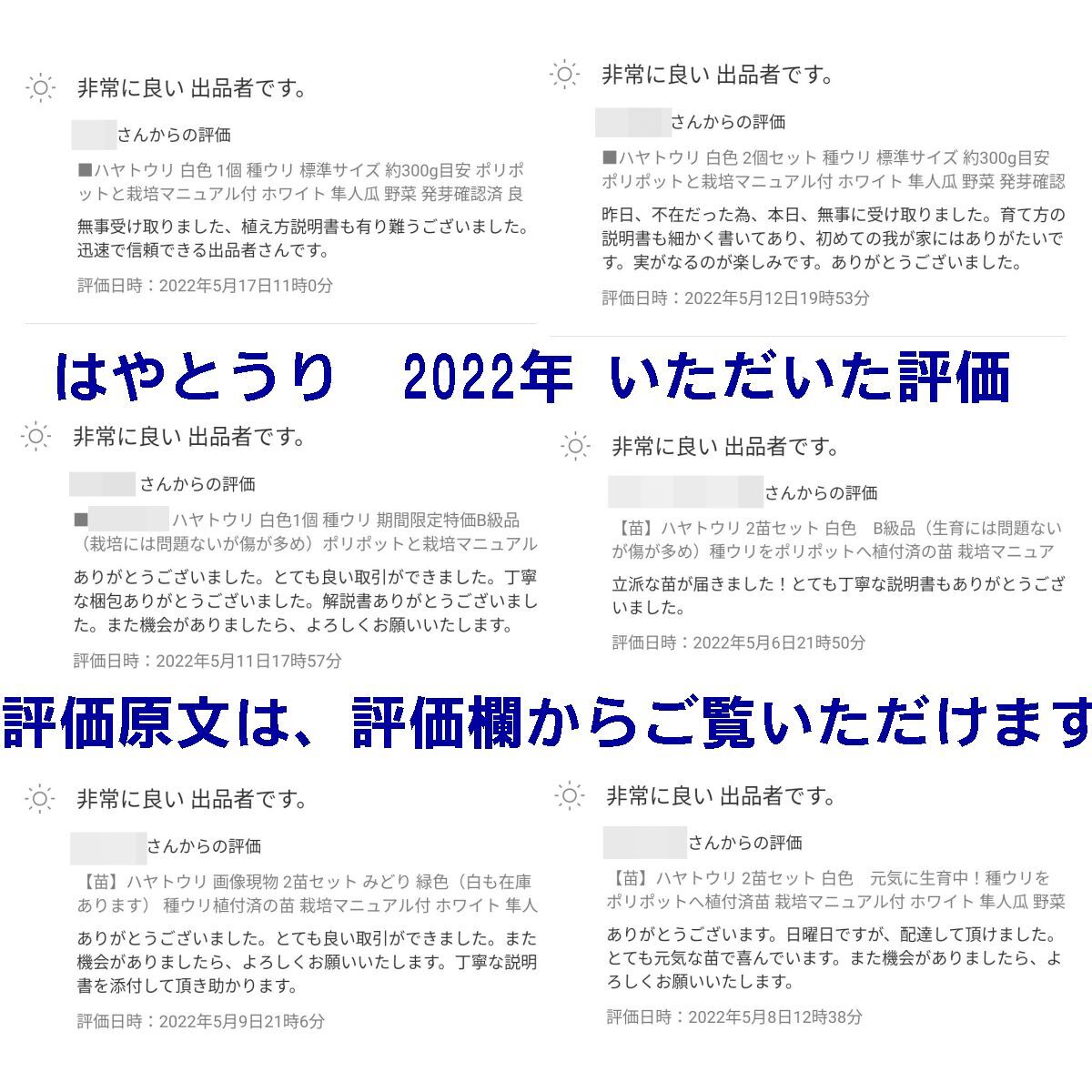 ■ハヤトウリ 発芽済み 白色 種ウリ 標準サイズ 約300g目安 2個セット 秘伝の栽培マニュアル付 ホワイト 隼人瓜 野菜 発芽確認済 良好品質_画像7