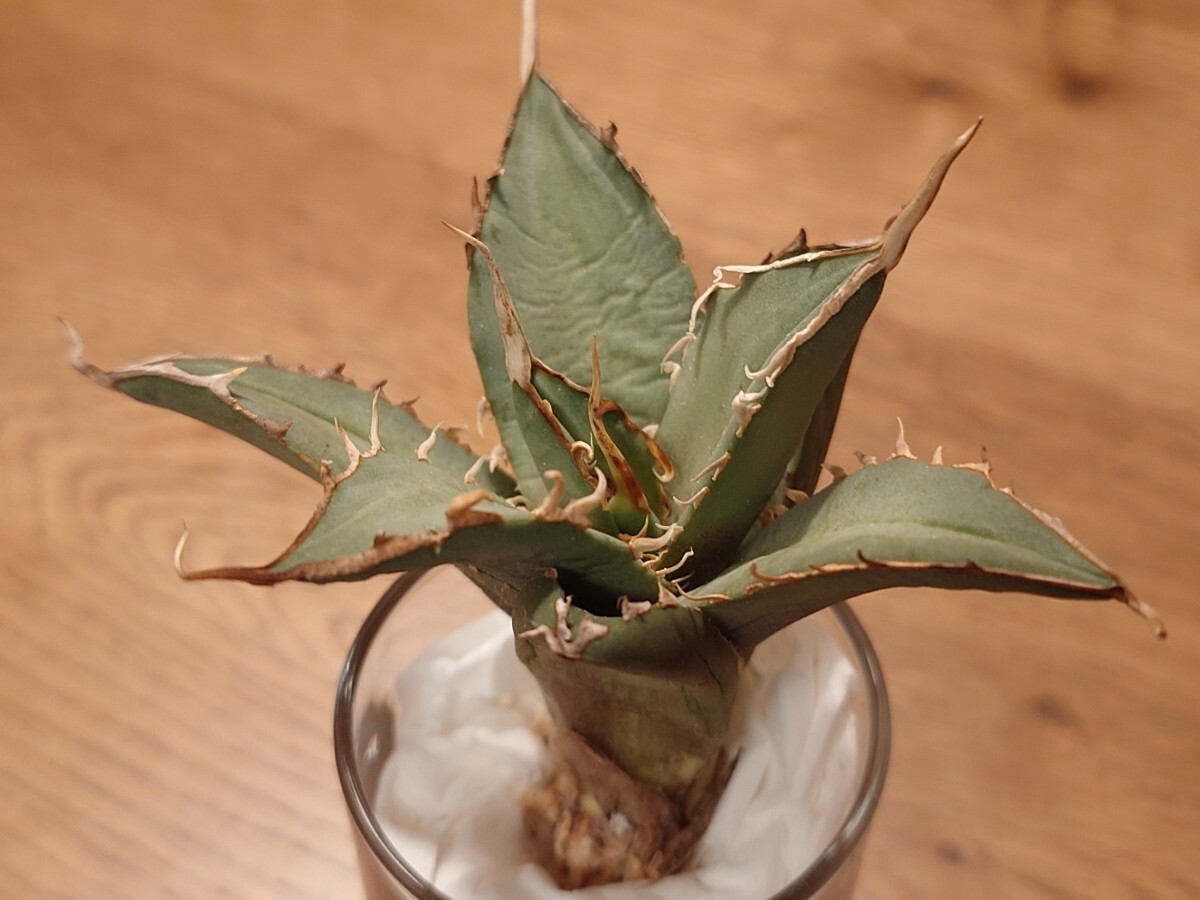 AGAVE　TITANOTA　巨獣　アガベ　チタノタ　GOLD PLANTS MARKET　2_画像5