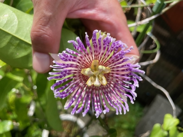 SALE!糖度no1 甘くて美味パッションフルーツ　ミズレモン　ジャマイカン・リリコイ　パッシフロラ・ラウリフォリア　Passiflora laurifolia_開花時参考画像