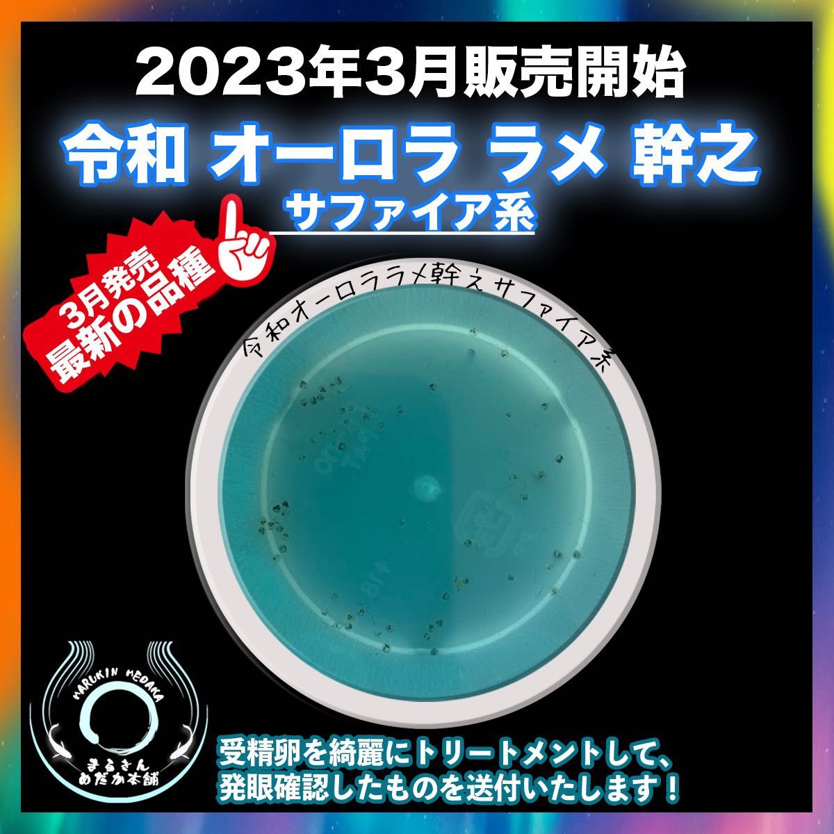 [まるきん@メダカ本舗] 静楽庵様血統 最新品種 [極上]令和オーロララメ幹之サファイア系 有精卵 20個+α