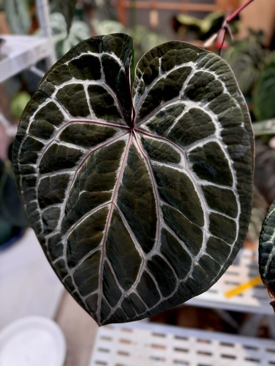 [Anthuroom](select)Anthurium Red crystallinum(NSE tropical) x Luxrians Anne abrasion um red Chris talinam hybrid 