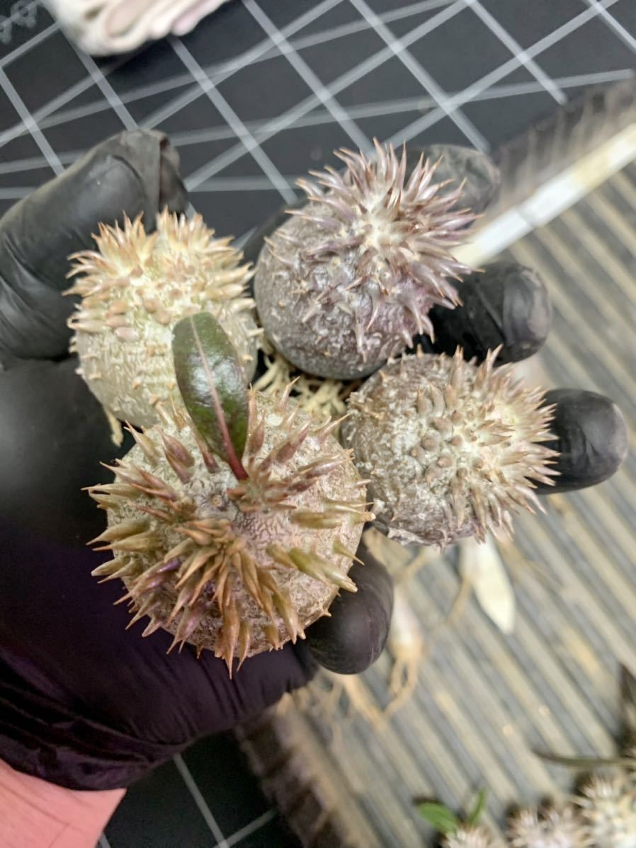 [ new arrivals seeds ]pakipotium* electron kaure. ratio . large black import seeds 5 bead 