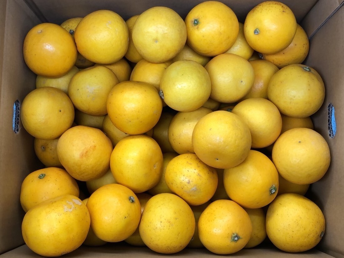15kg(7.5kgX2 box )= summer pomelo * Kawauchi ..( small sphere 3S~2S) with translation * home use 1 jpy start.