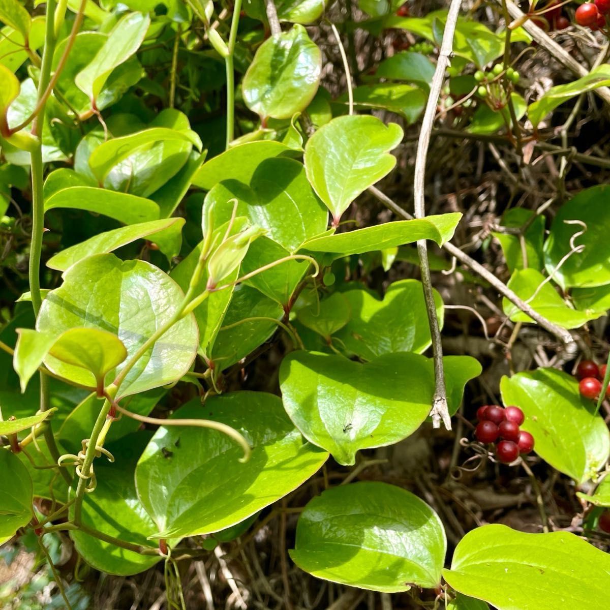 天然 無農薬 サルトリイバラ 山帰来 サンキライ 葉 30枚