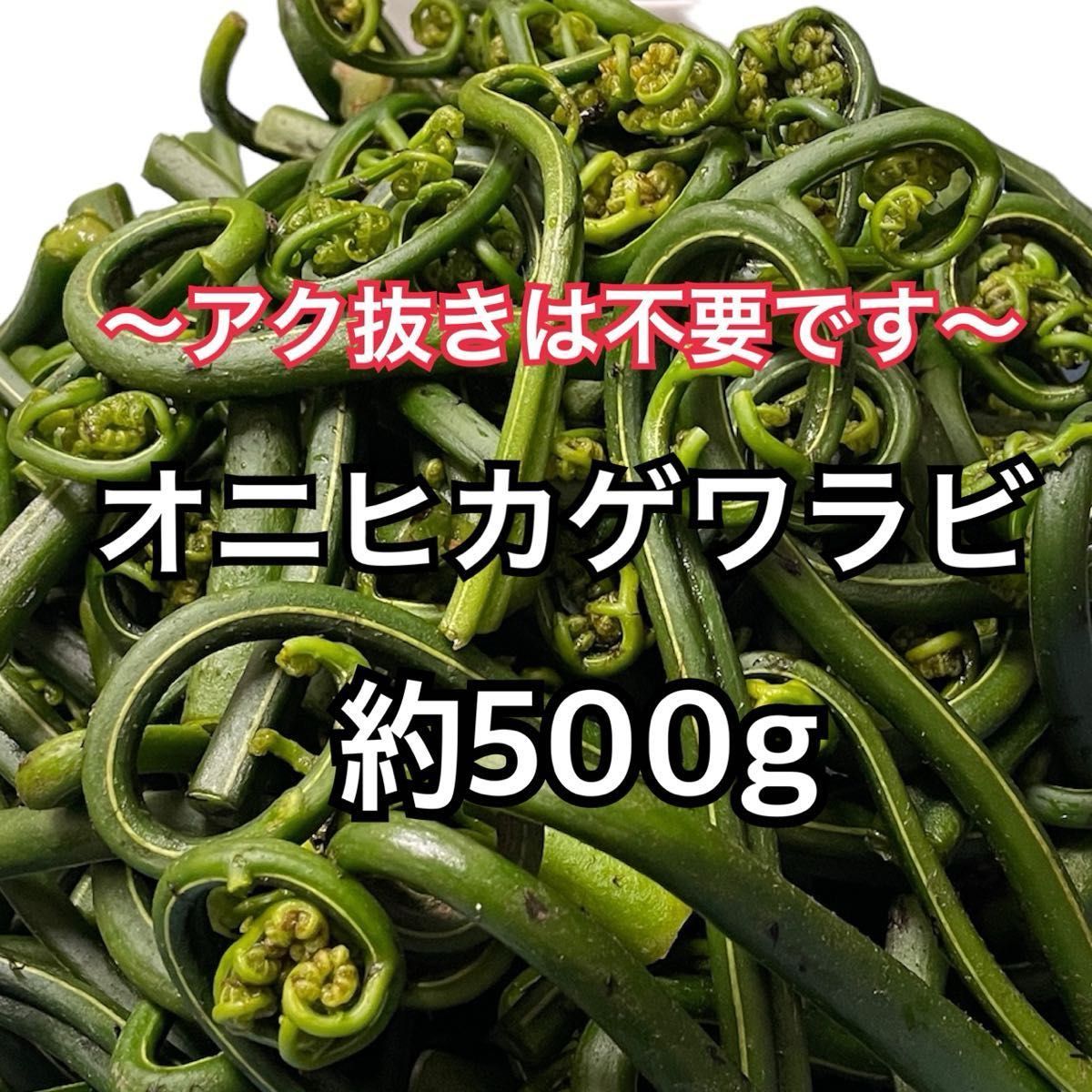 [即日発送可能] 兵庫県産 天然 山菜 オニヒカゲワラビ 約500g