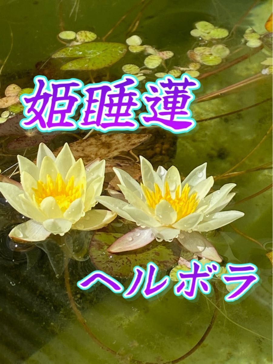 【温帯スイレンの株】姫睡蓮　品種『ヘルボラ』1株