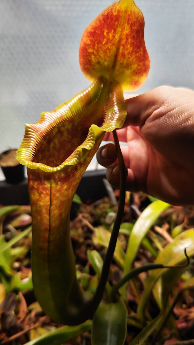Nepenthes xtrusmadiensis side .. tree meal insect plant Nepenthes 