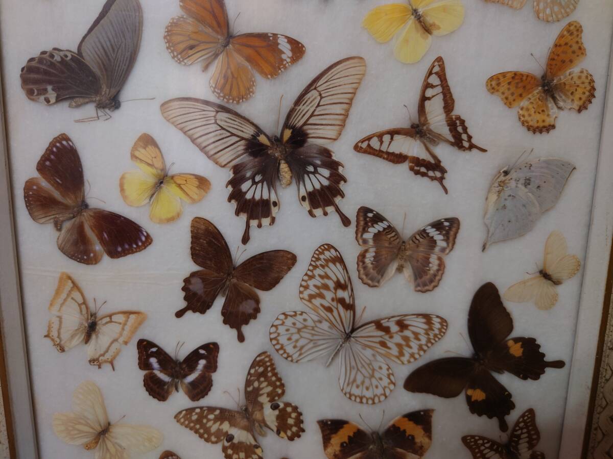 北海道　蝶　標本　50年前の物　引き取り歓迎_画像4