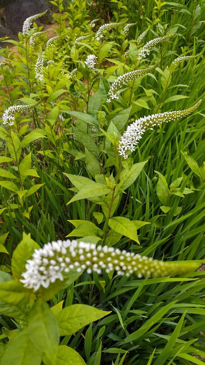 オカトラノオ　丘虎の尾　(20株)植物一般