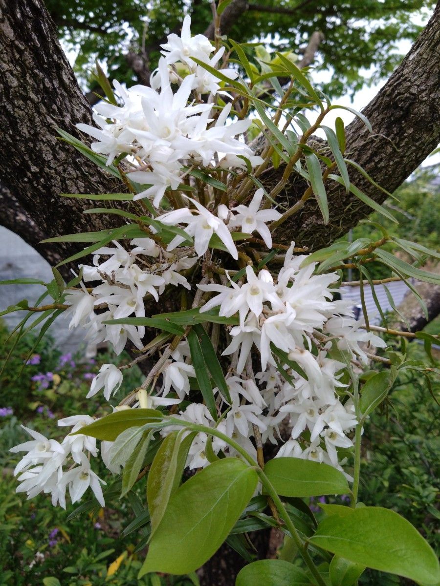 富貴蘭　小天狗　(１株)