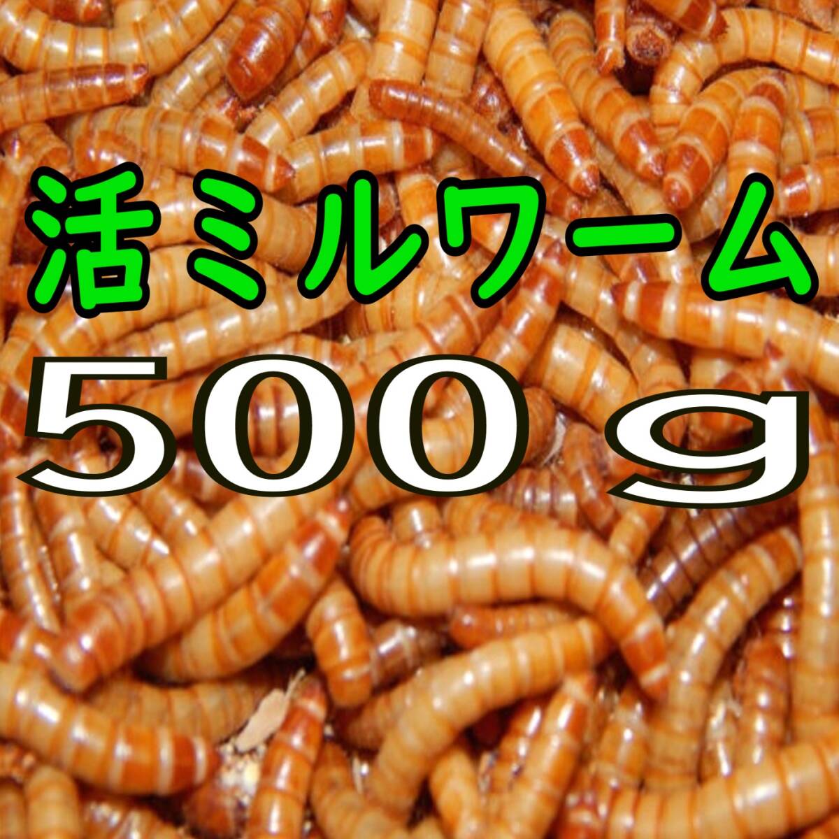 (生き餌) ミルワーム ５００g + α（宅急便発送）_画像1