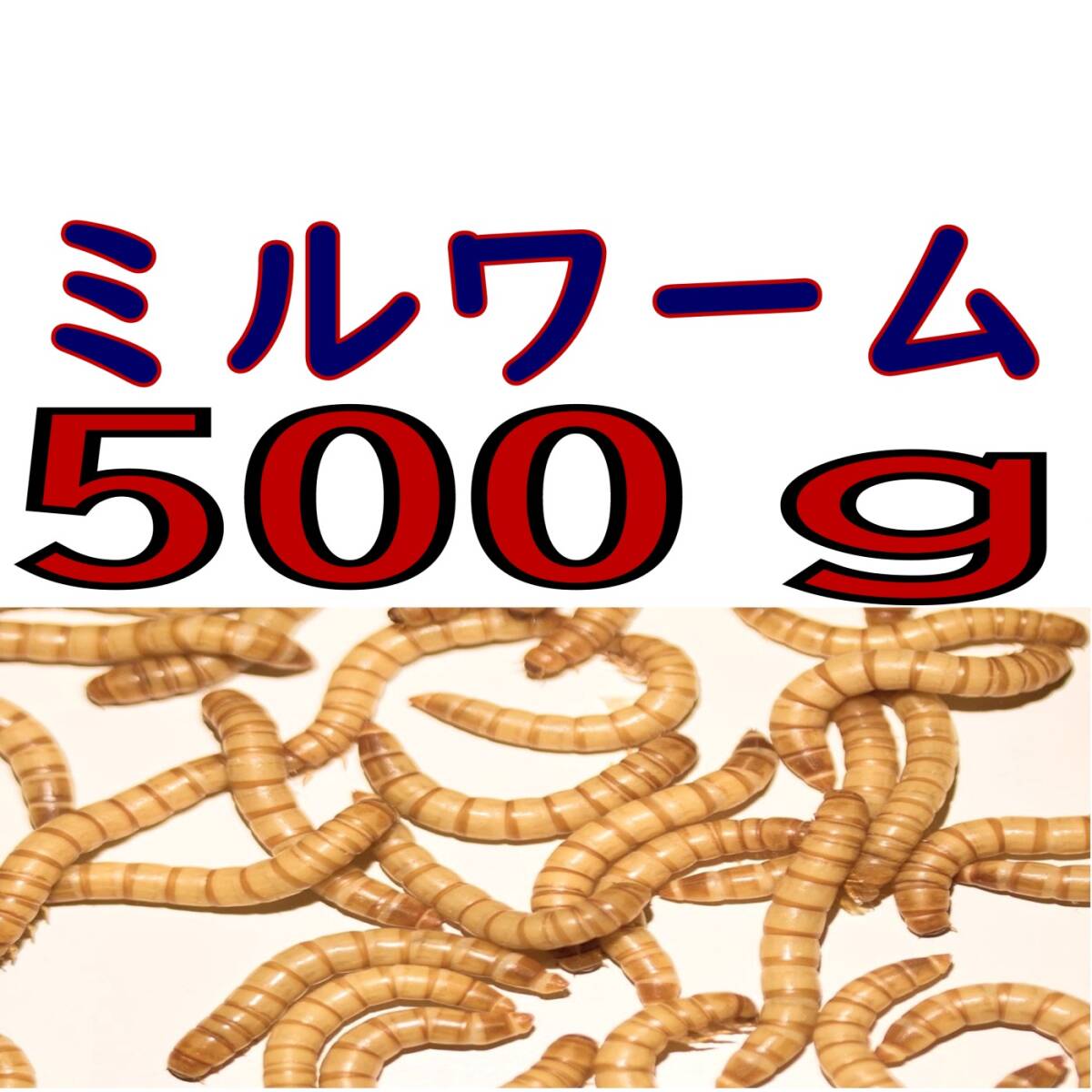 活 ミルワーム (生き餌)５００g + α（宅急便発送）_画像1