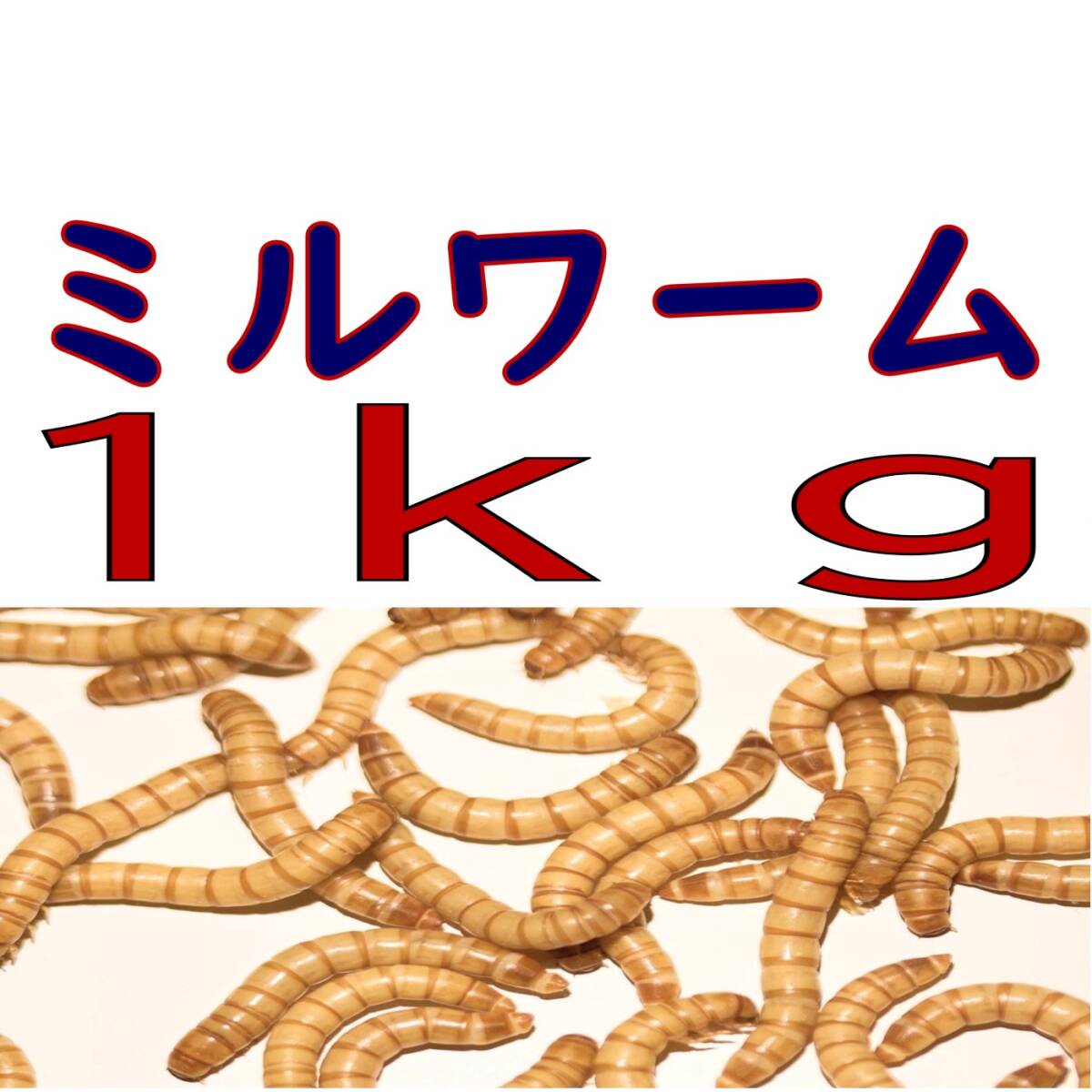 活 ミルワーム (生き餌)１ｋg + α（宅急便発送）_画像1