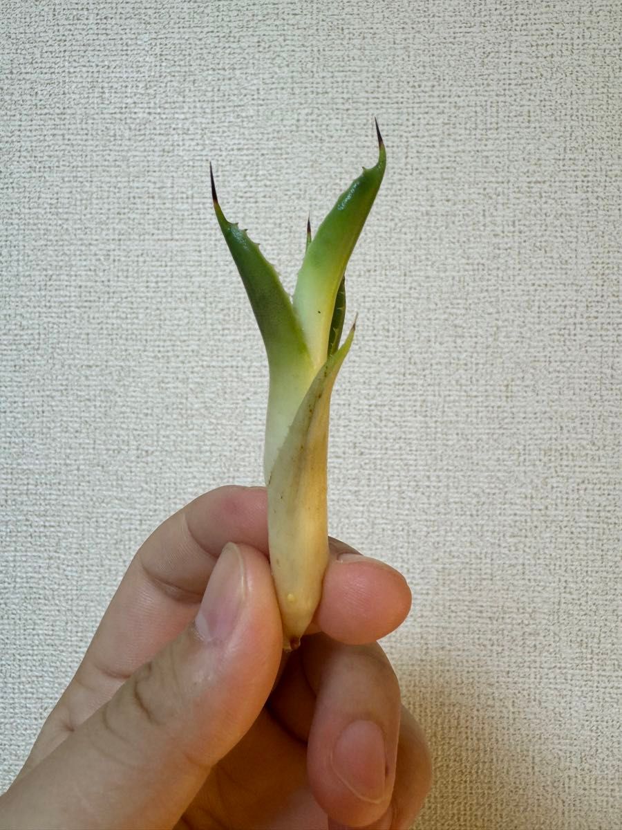 アガベ アガベ
