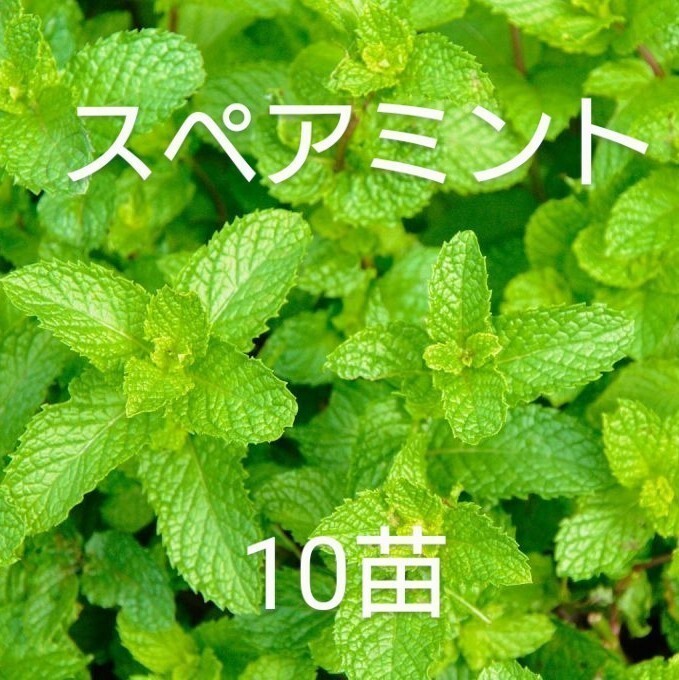 無農薬スペアミントの苗10本②_画像1