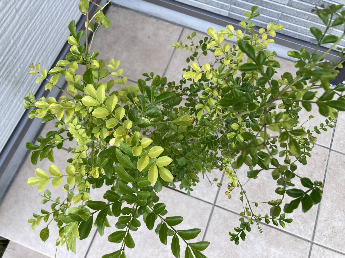  rare goods kind * beautiful color. wave .[. entering fraxinus griffithii ]. plant 1 point thing height of tree : approximately 75cm( pot from the bottom )