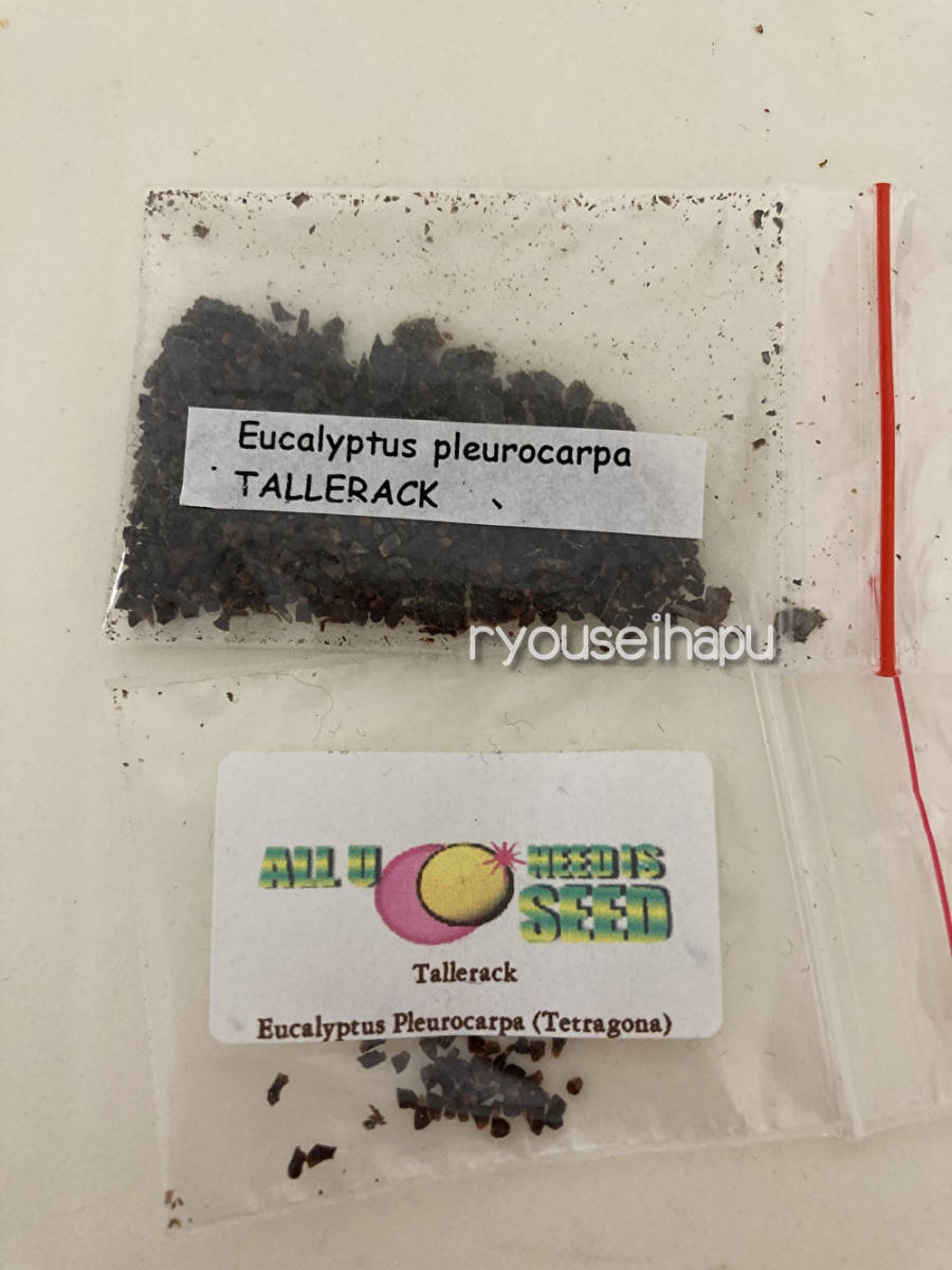 低木ユーカリ★テトラゴナシルバー『プレウロカルパ』の種１0粒の画像4