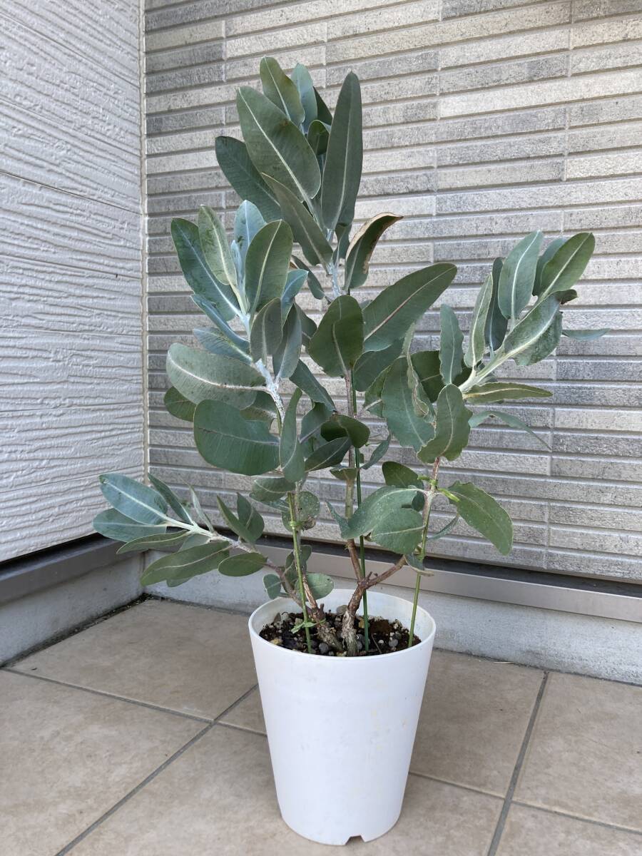 超レアユーカリ★低木ユーカリ★テトラゴナシルバー『プレウロカルパEucalyptus pleurocarpa』の植木　樹高約６５ｃｍ（鉢底から）_画像1