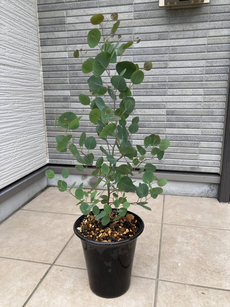 ボリューム樹形★１点物のユーカリ・ポリアンセモス（ポポラス）『Eucalyptus polyanthemos』の鉢植え　樹高約６３㎝（鉢底から）_画像1