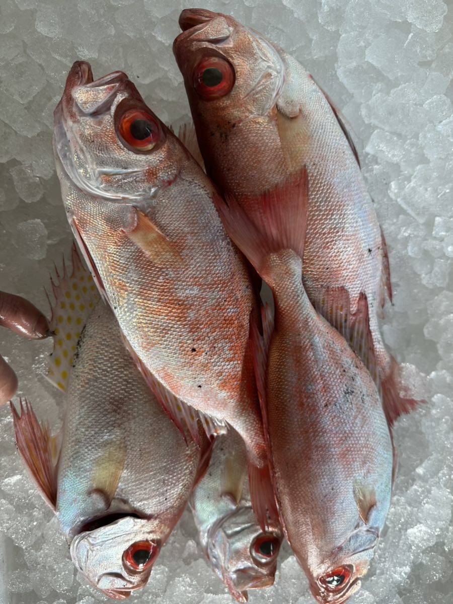  gold toki large 1 kilo ( addition buy possibility ) uniform carriage freshness eminent Ehime prefecture . after water service production .. direct delivery other fresh fish have! freezing shipping! gold eyes sea bream gold me large 