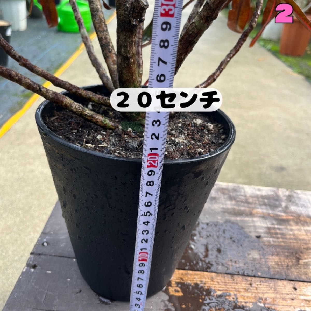 クロトン・ヘンヨウボク・107センチ②鮮やかな葉の色合いが クロトン・ヘンヨウボク・107センチ②鮮やかな葉の色合いが