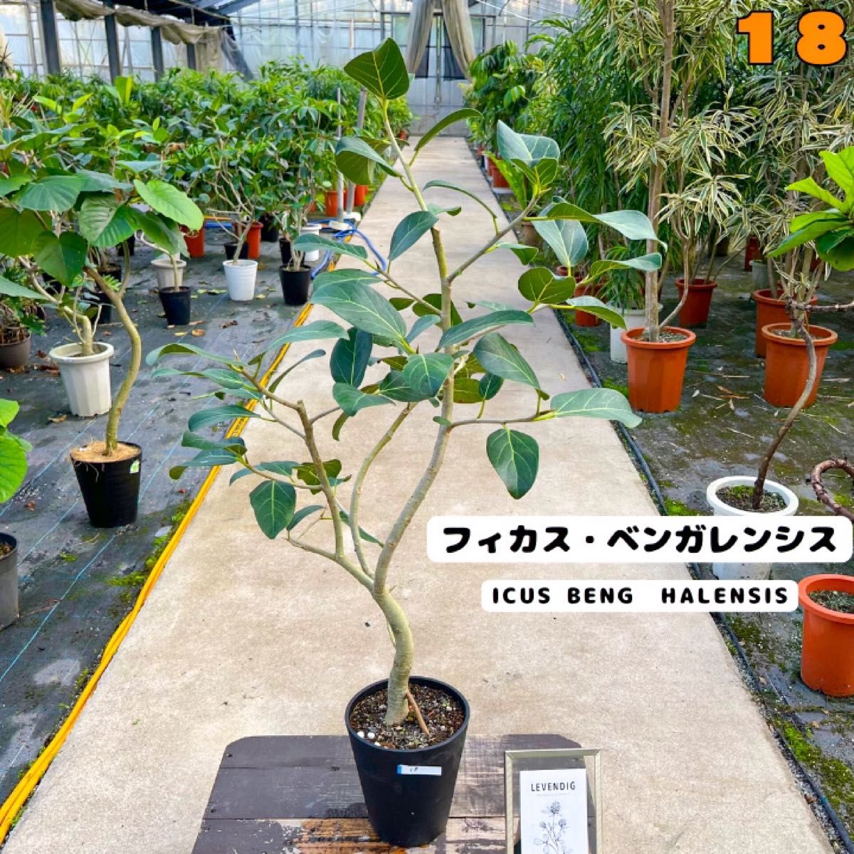 癒しの観葉植物、フィカス・ベンガレンシス・１１０センチ 18・個性的な樹形が魅力