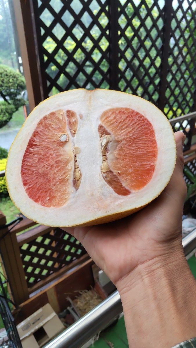 柑橘類の種　５種詰合せ　フィンガーライム・チャンドラポメロ・レモン・ユズ・スダチ　　早く蒔かないと！　５月蒔き時　今ならオマケ付き