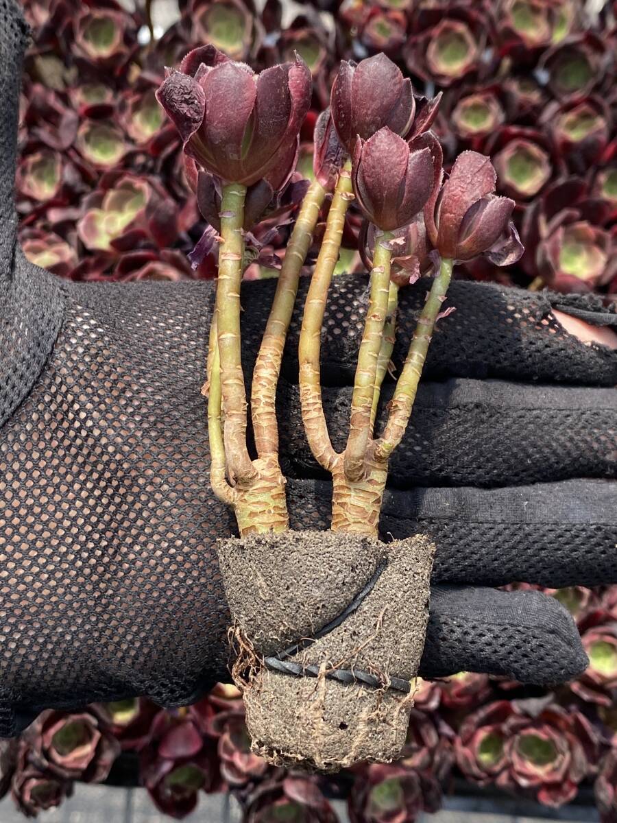 10株A2104多肉植物 エケベリ ア黒銅のやかん 超美苗 サボテン 観葉植物 花 園芸　レア種 土と根付きで_画像2