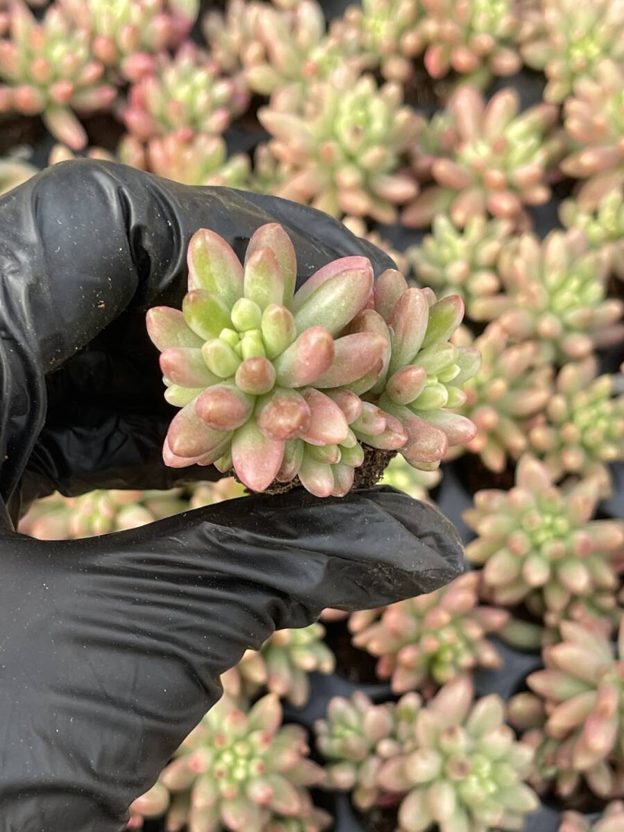 20株 Z53 多肉植物 エケベリア虹の玉超美苗 サボテン 観葉植物 花 園芸　レア種 土と根付きで_画像1