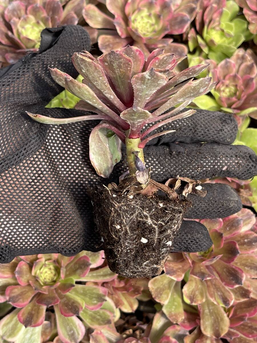 10株 Z112多肉植物 エケベリア美姫超美苗 サボテン 観葉植物 花 園芸　レア種 土と根付きで_画像3