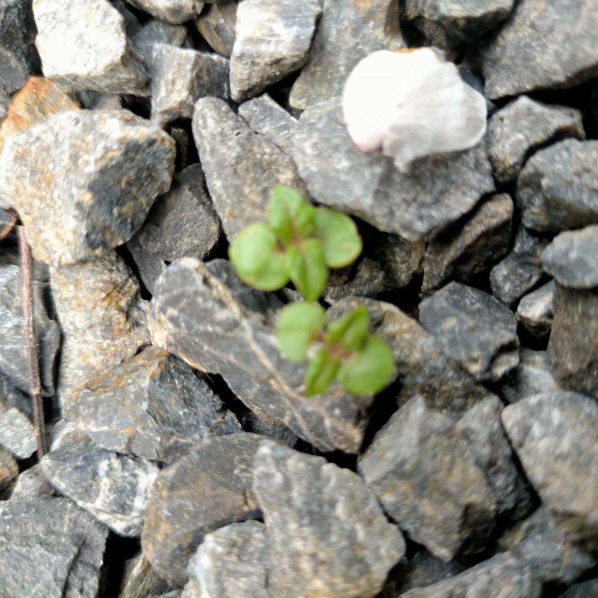 無肥料無農薬　青じそ　大葉　抜き苗