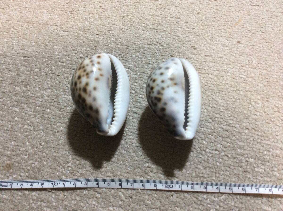ホシダカラ貝 貝殻 標本 ２個 ホシダカラガイ タカラガイ 置物_画像4