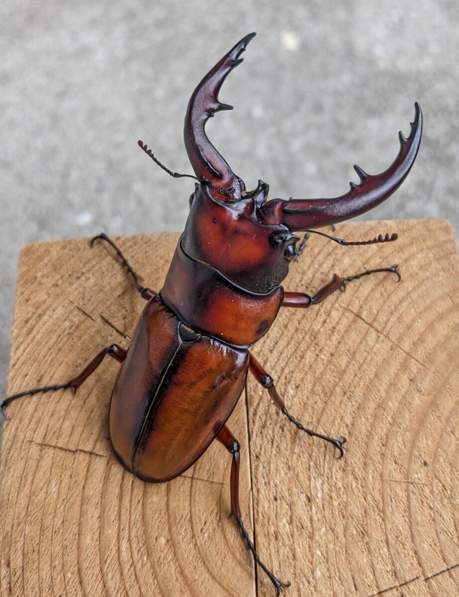 トカラノコギリ（鹿児島県トカラ列島悪石島）　　　新成虫 　ペア　 ♂68.0㎜ ♀35.5㎜ 　トカラノコギリクワガタ　　　_画像1